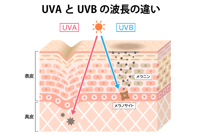 UVAとUVBの波長の違い